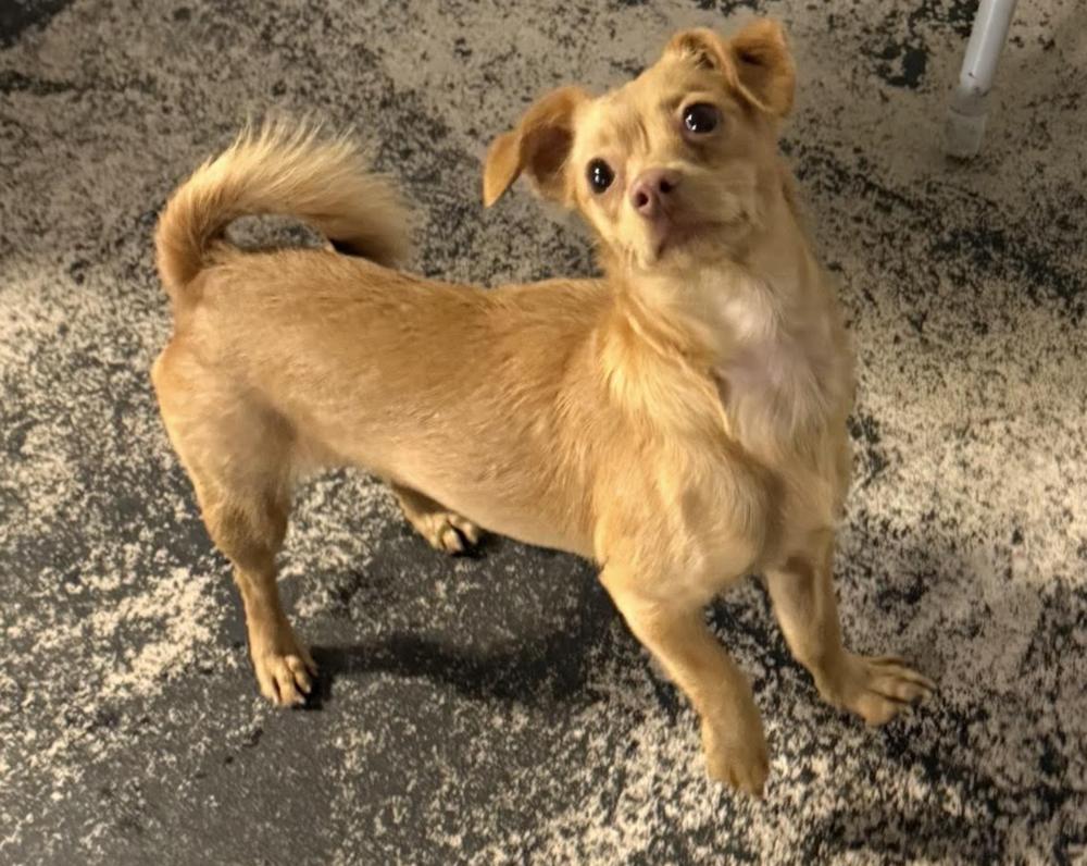 Sienna, Adoptable, Adult Female Chihuahua & Spaniel.