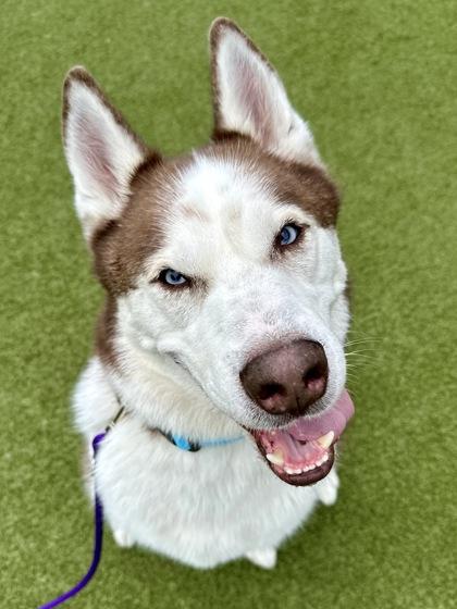 Wolfie, a Adoptable mixed breed in Wichita, KS image 2/3