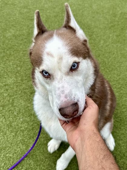 Wolfie, a Adoptable mixed breed in Wichita, KS image 3/3