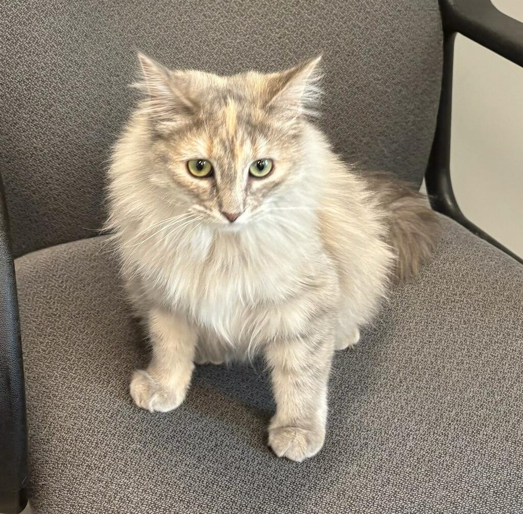 Enlarge Cinder, an adopted Domestic Long Hair in Jefferson, IA image 1/3