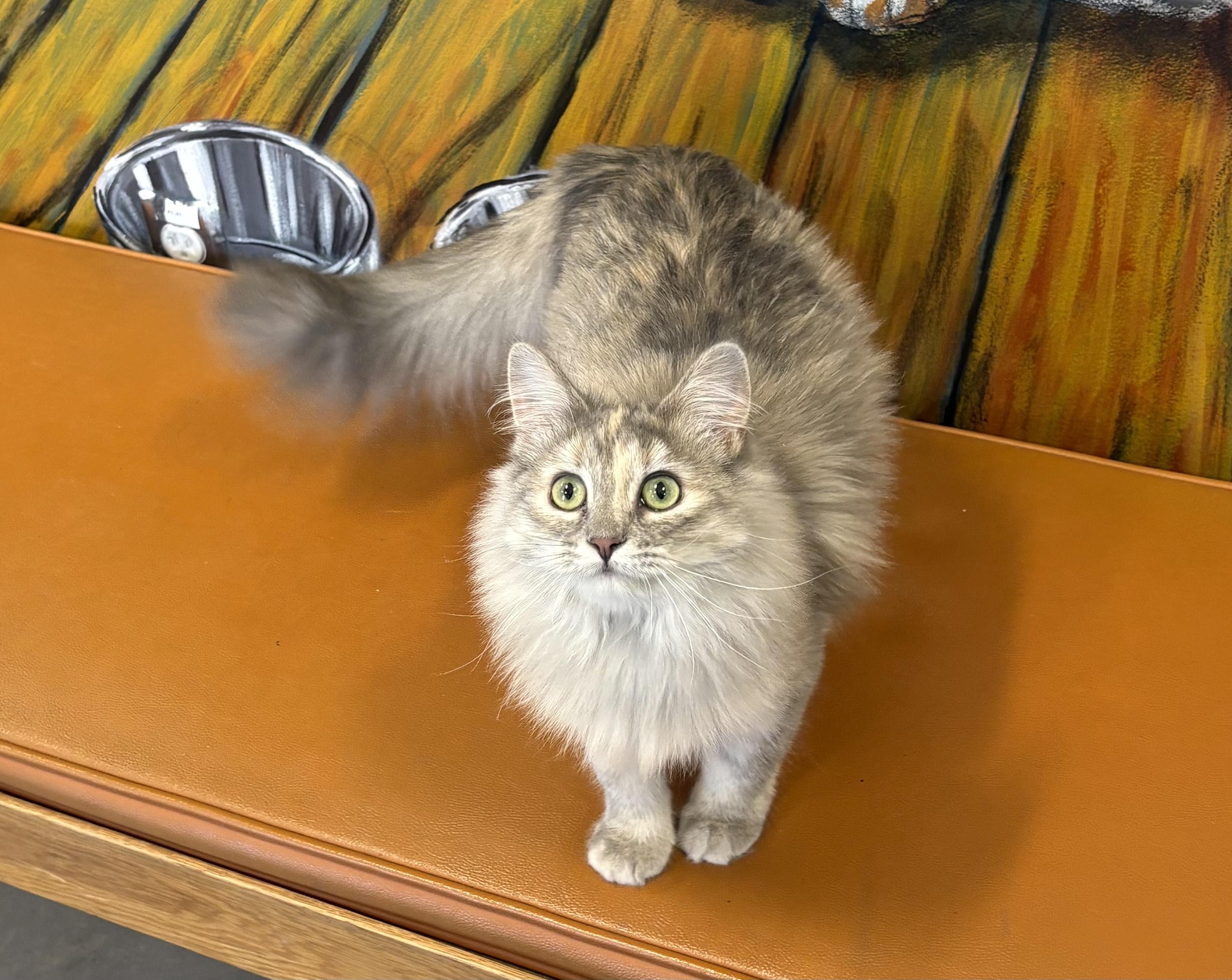 Enlarge Cinder, an adopted Domestic Long Hair in Jefferson, IA image 2/3