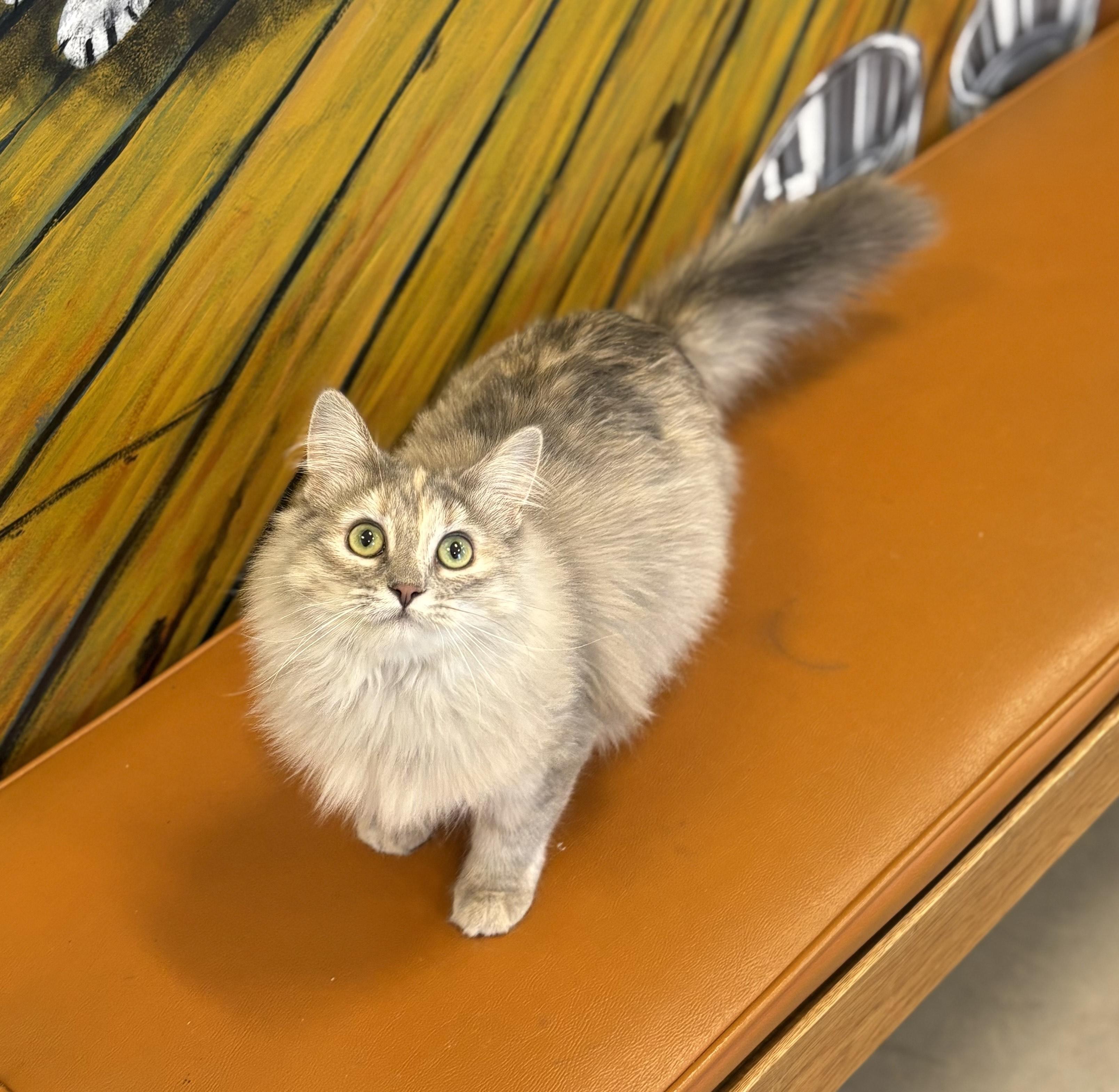 Enlarge Cinder, an adopted Domestic Long Hair in Jefferson, IA image 3/3