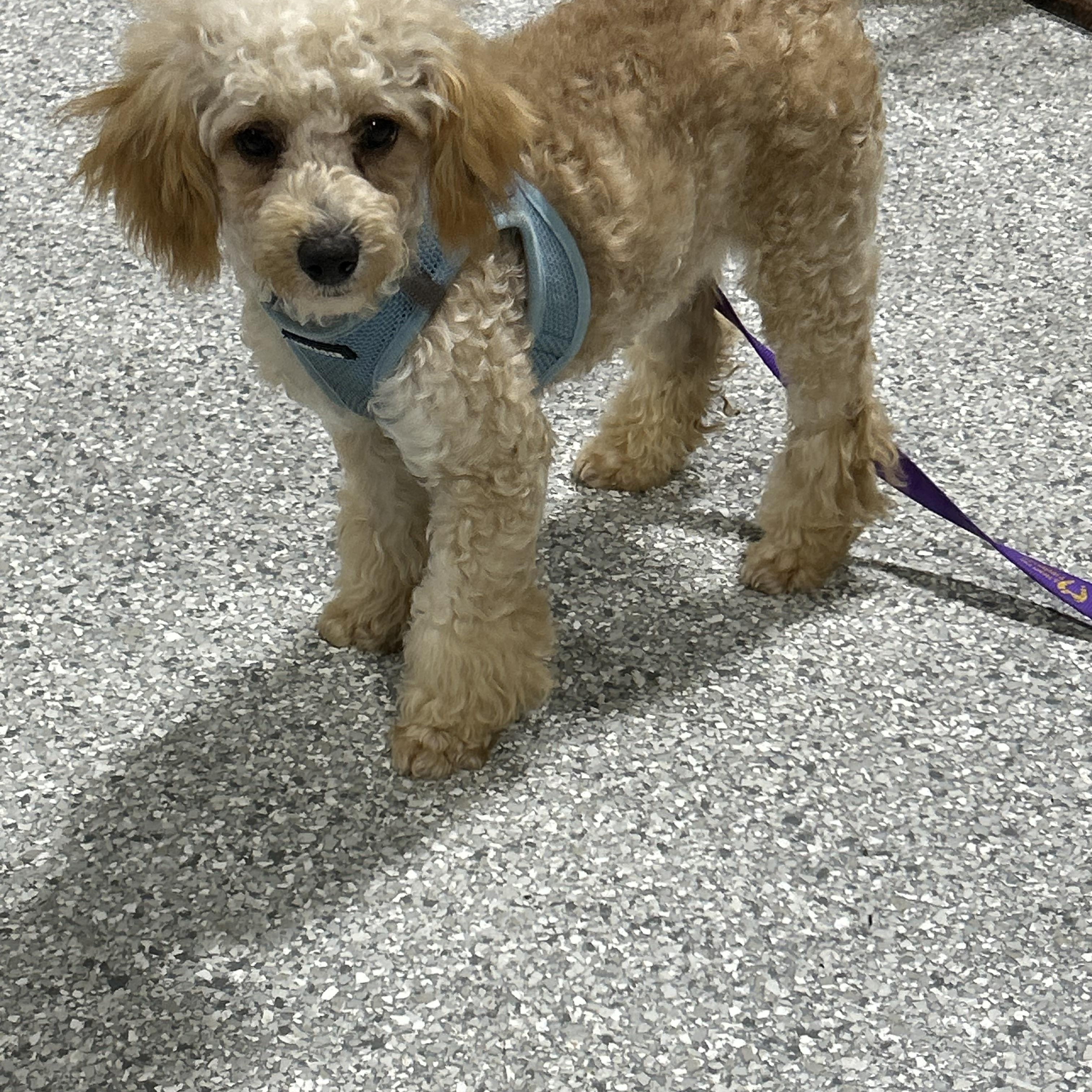 Little Duke 9 lbs, a Adoptable Miniature Poodle in Maumee , OH image 2/5