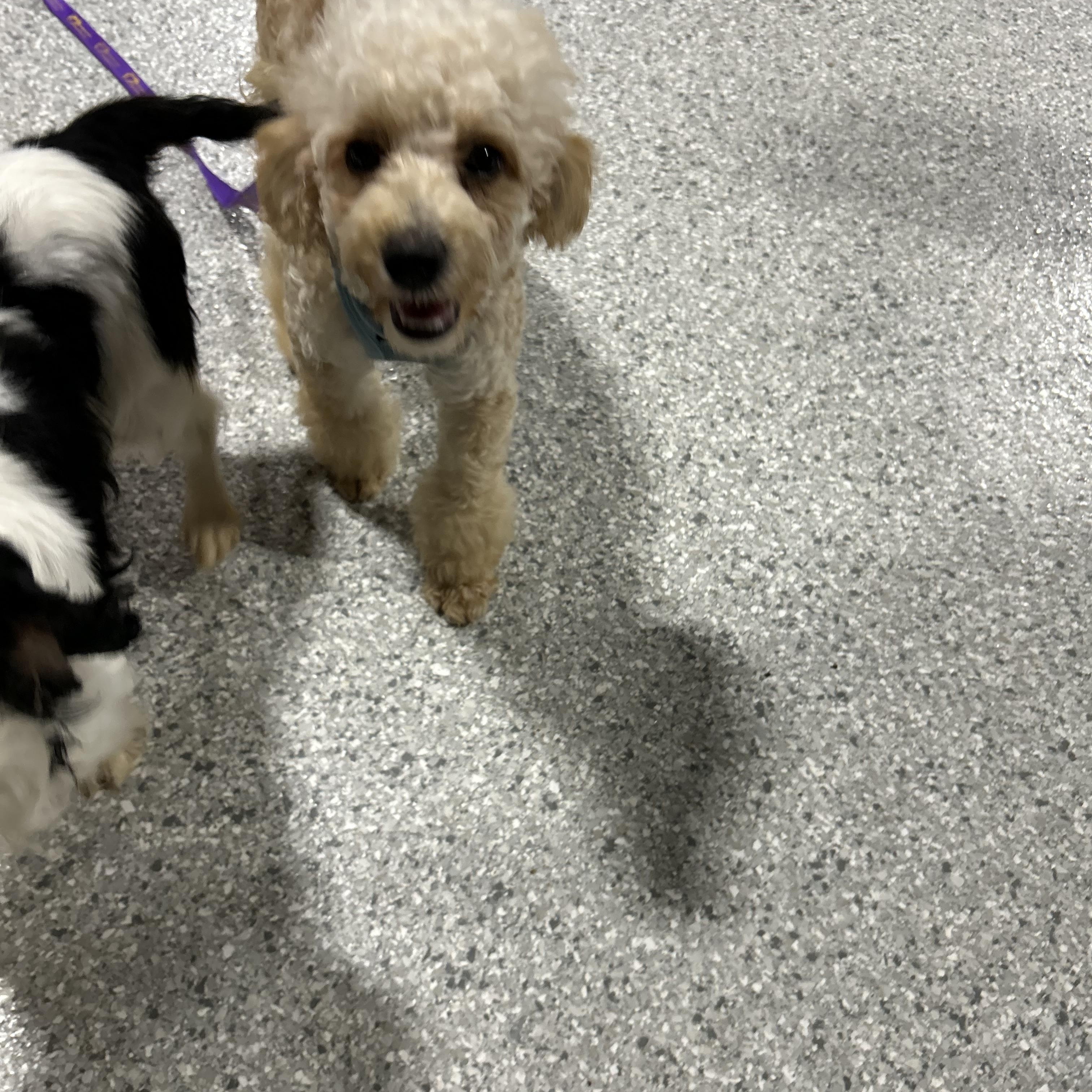 Little Duke 9 lbs, a Adoptable Miniature Poodle in Maumee , OH image 3/5