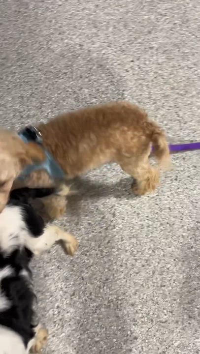Enlarge Little Duke 9 lbs, a Adoptable Miniature Poodle in Maumee , OH video 5/5