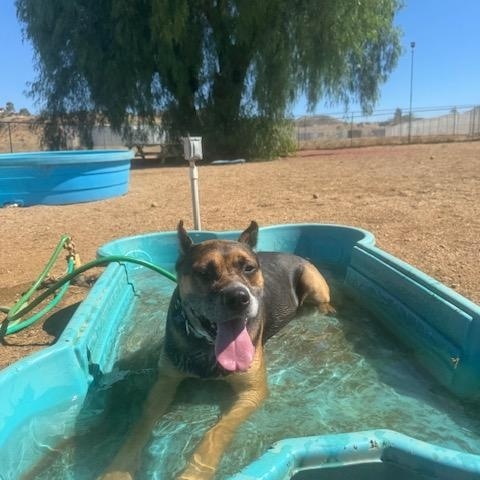 Enlarge Lucah, a Adoptable Staffordshire Bull Terrier in Agua Dulce, CA image 4/4