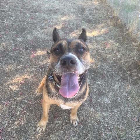 Lucah, Adoptable, Adult Male Staffordshire Bull Terrier.