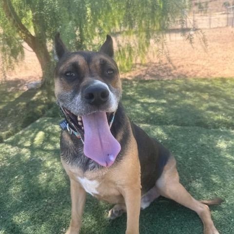 Enlarge Lucah, a Adoptable Staffordshire Bull Terrier in Agua Dulce, CA image 2/4
