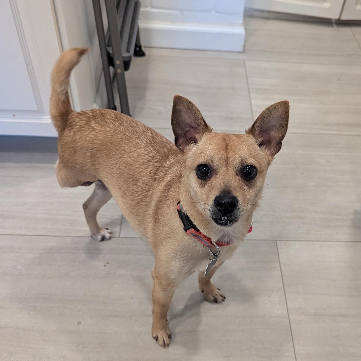 Lyonel, adopted, Young Male Chihuahua.