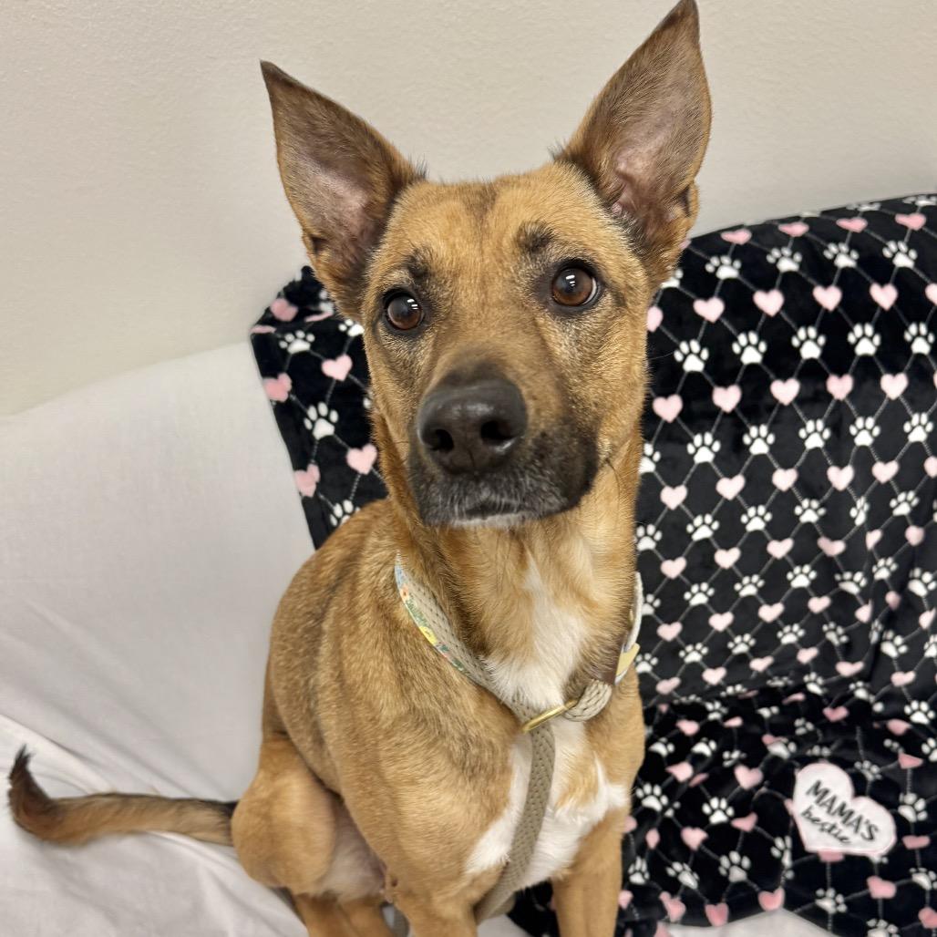 Enlarge Chevy, a Adoptable Mixed Breed in Houston, TX image 1/6