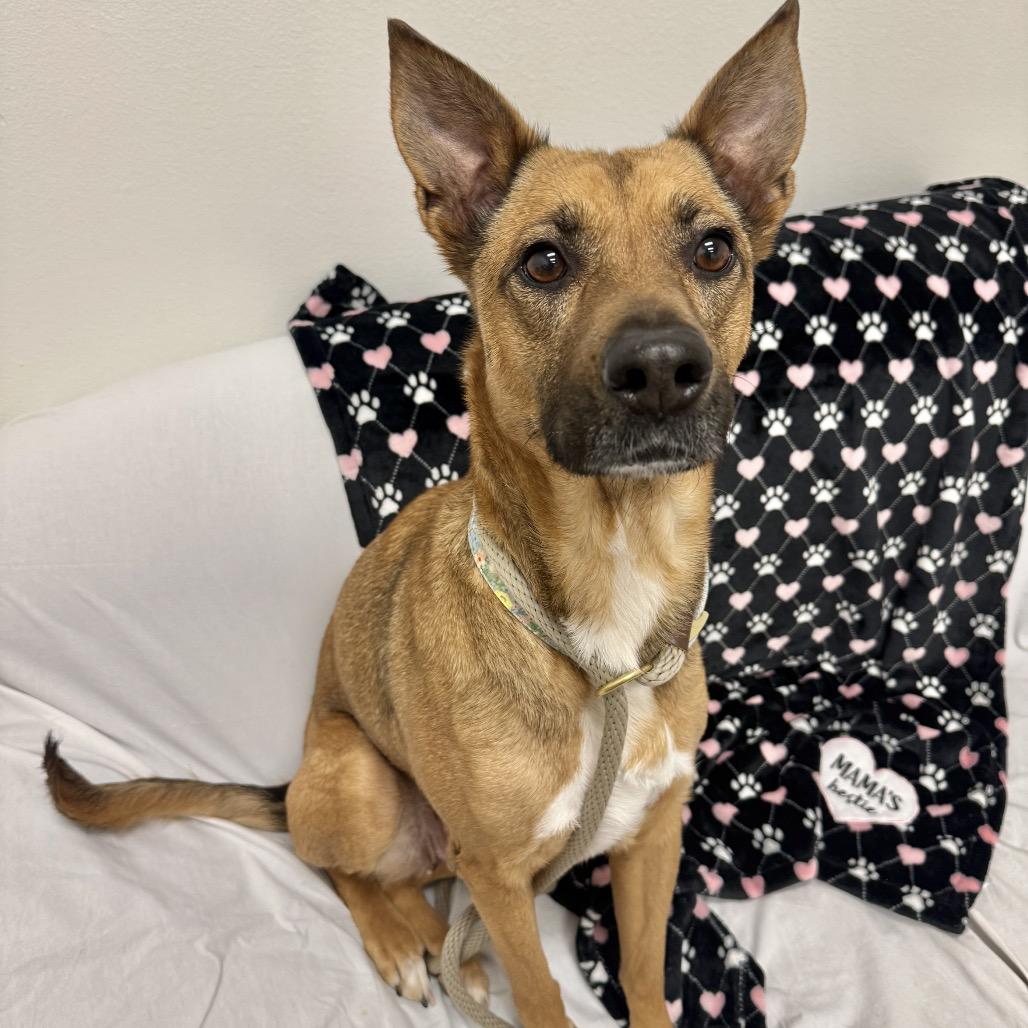 Enlarge Chevy, a Adoptable Mixed Breed in Houston, TX image 2/6