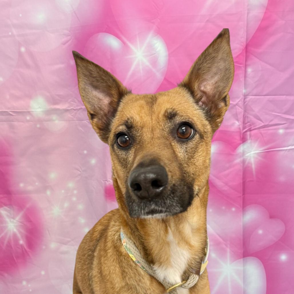 Enlarge Chevy, a Adoptable Mixed Breed in Houston, TX image 3/6