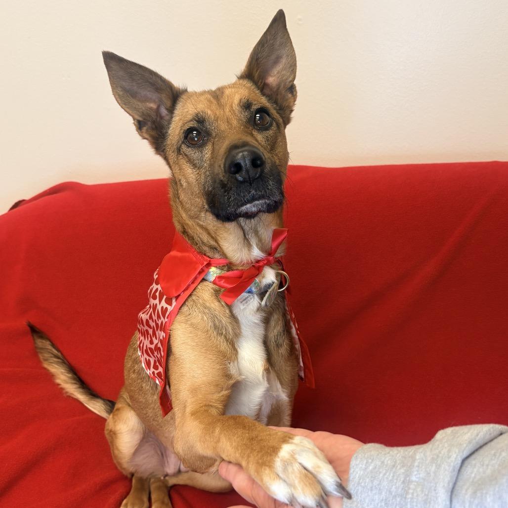 Enlarge Chevy, a Adoptable Mixed Breed in Houston, TX image 4/6