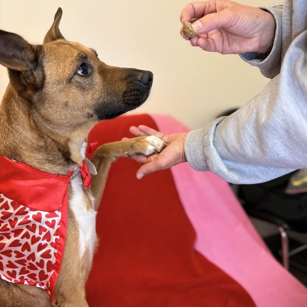 Enlarge Chevy, a Adoptable Mixed Breed in Houston, TX image 5/6