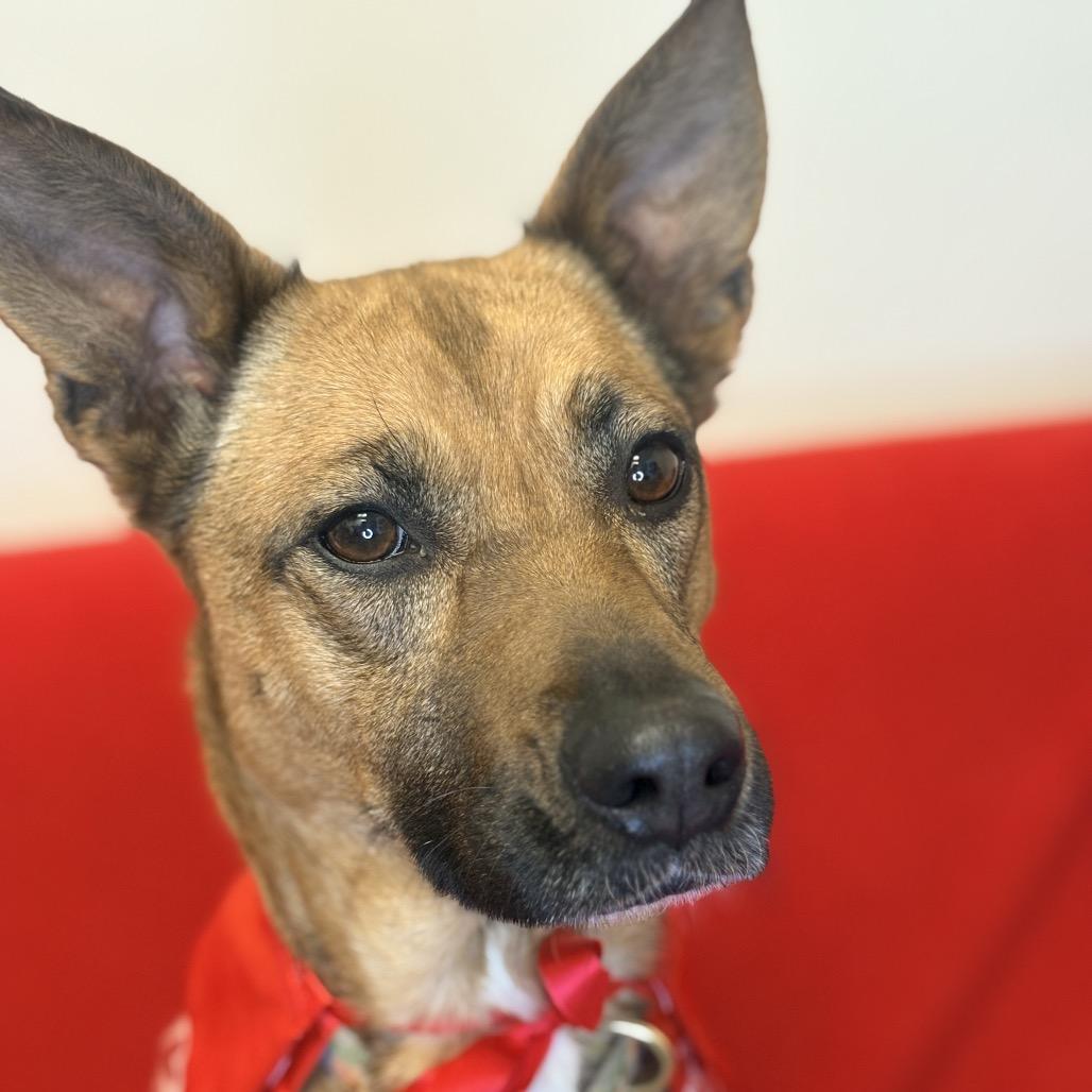 Enlarge Chevy, a Adoptable Mixed Breed in Houston, TX image 6/6