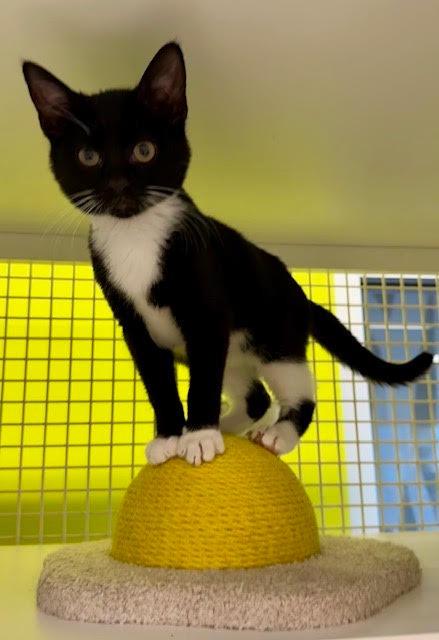 Major, Adoptable, Kitten Male Domestic Short Hair.