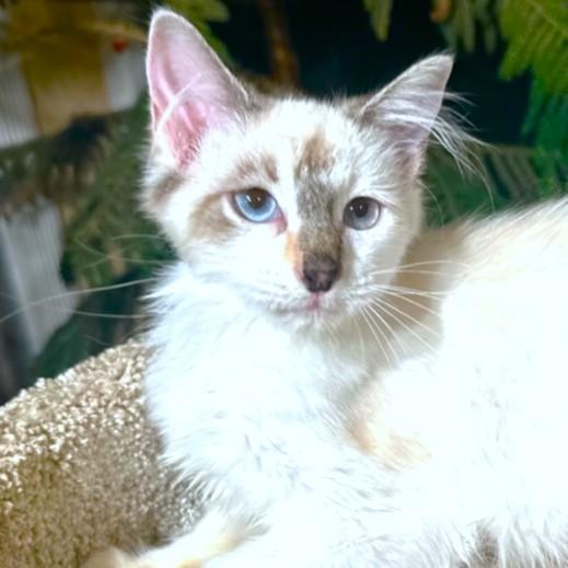 CUDDLY CORIANDER - REMARKABLE RAGDOLL!