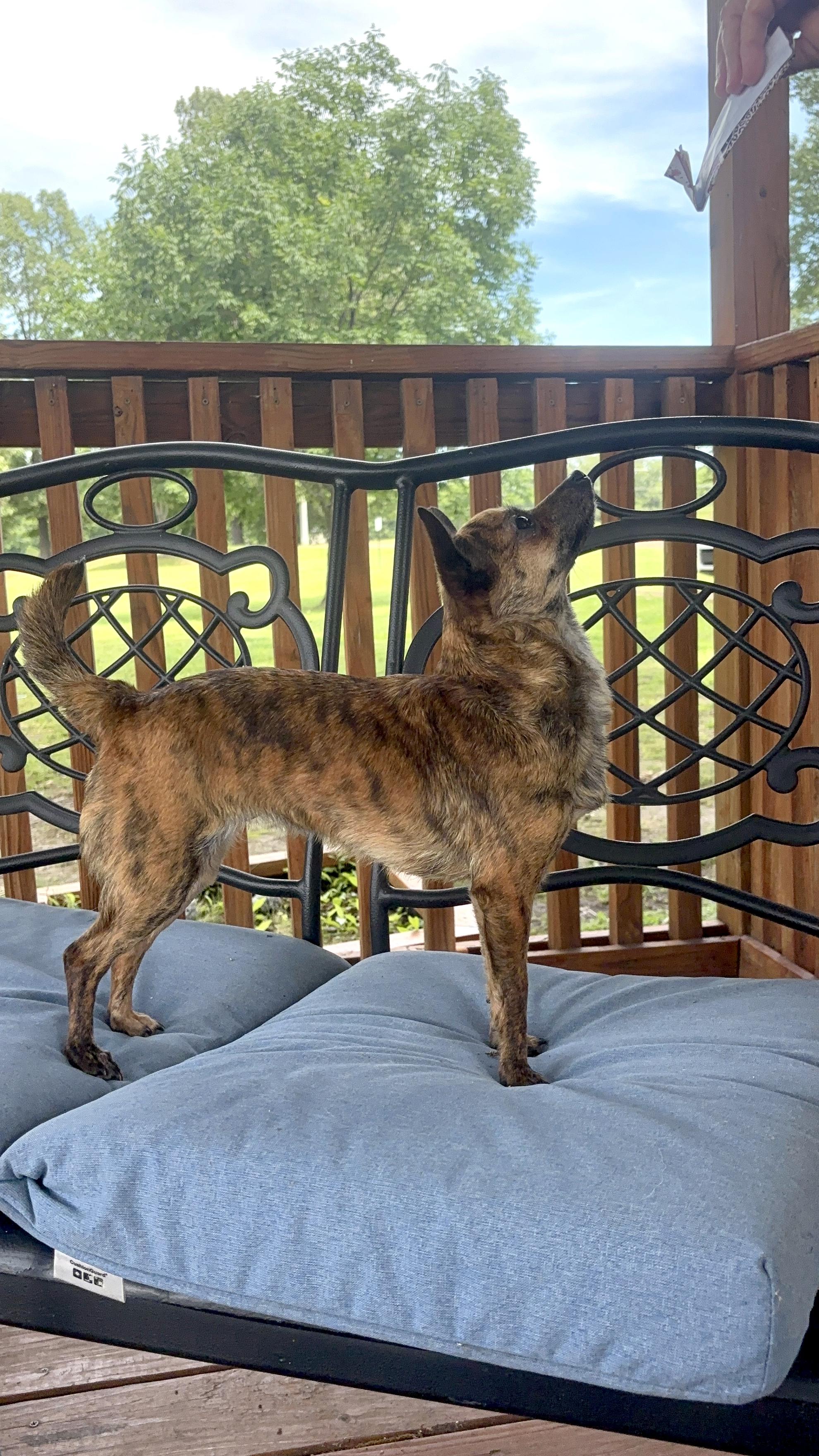 Enlarge Pepper, an adopted Chihuahua in Collierville, TN image 4/5