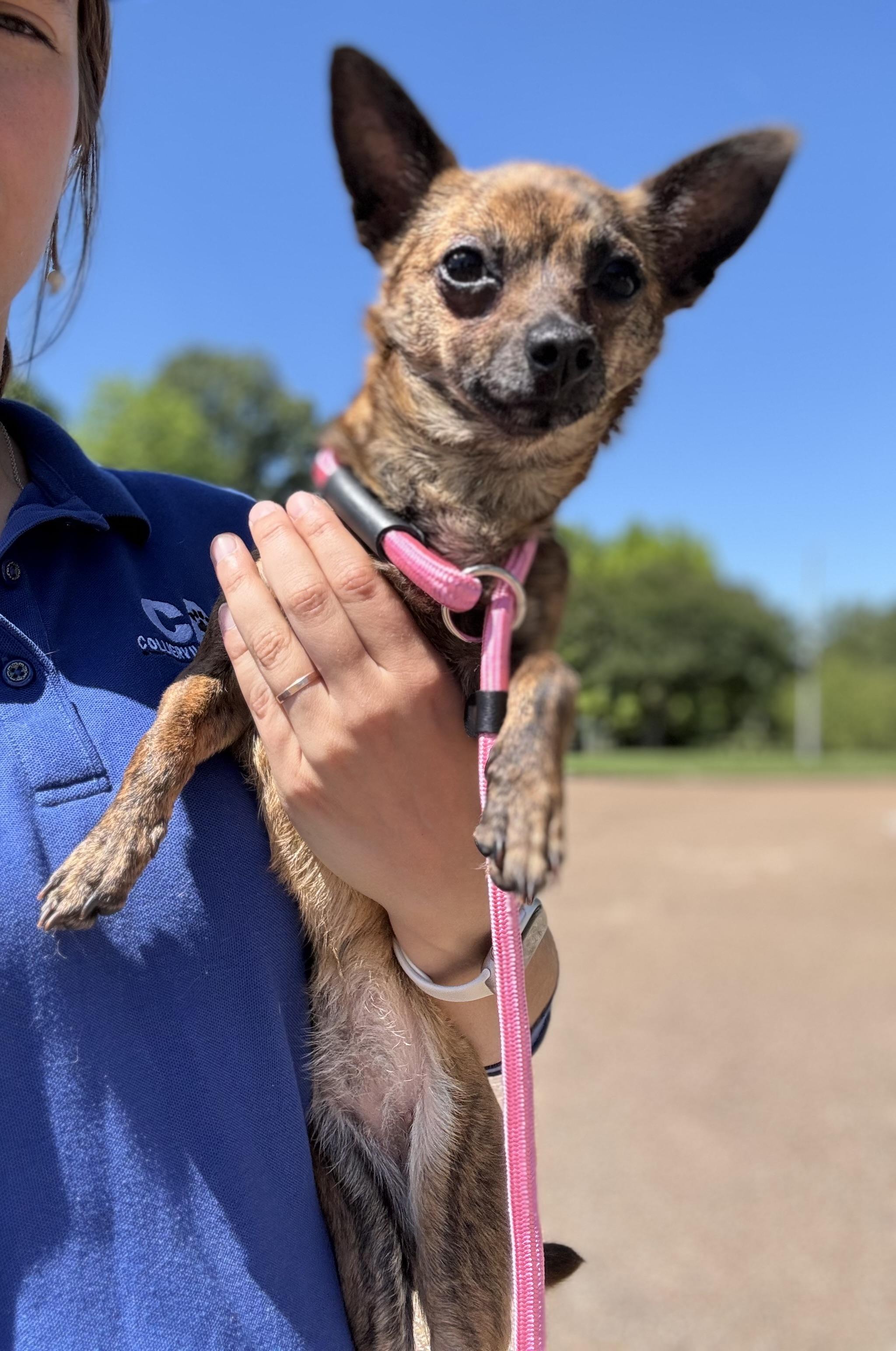 Enlarge Pepper, an adopted Chihuahua in Collierville, TN image 1/5