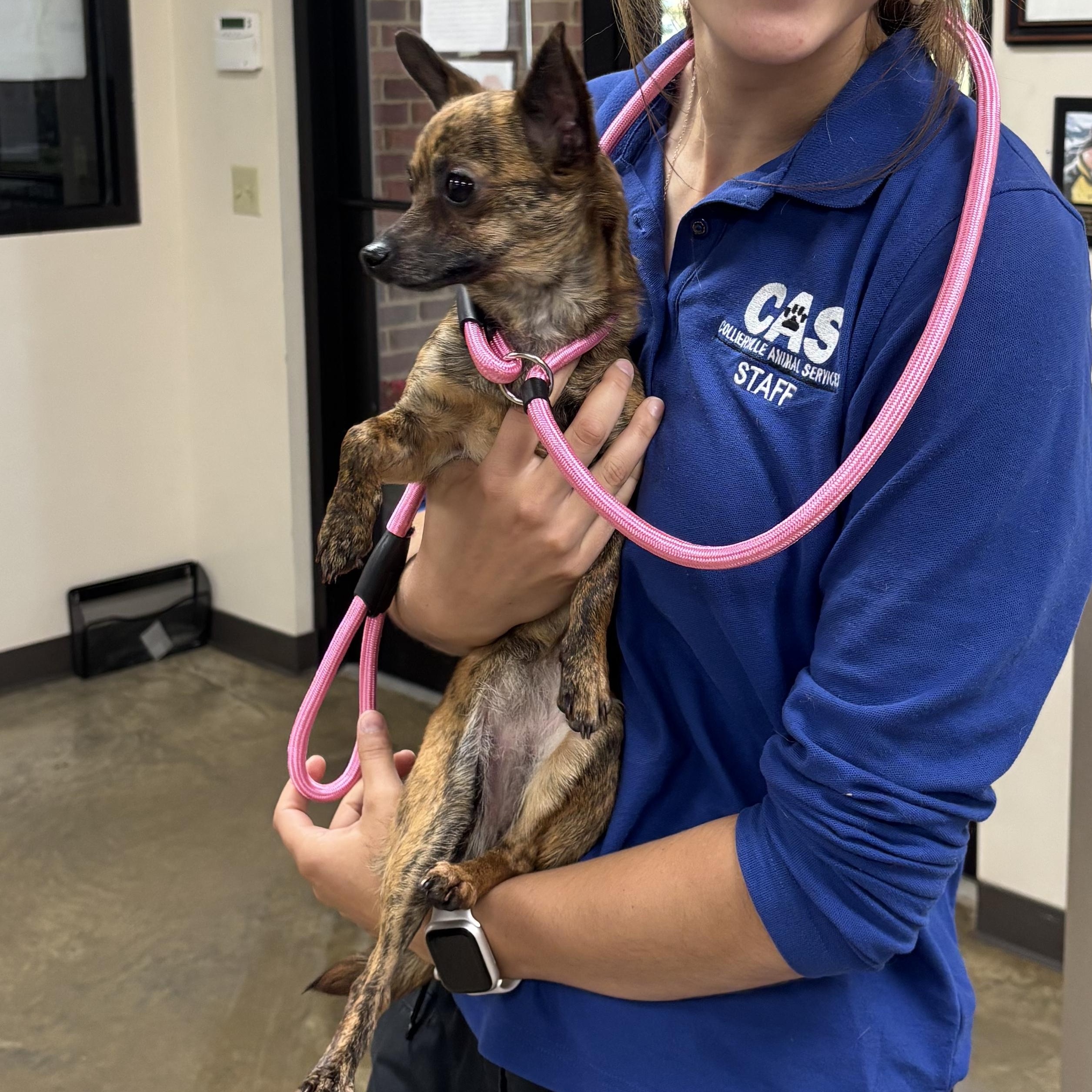 Enlarge Pepper, an adopted Chihuahua in Collierville, TN image 2/5