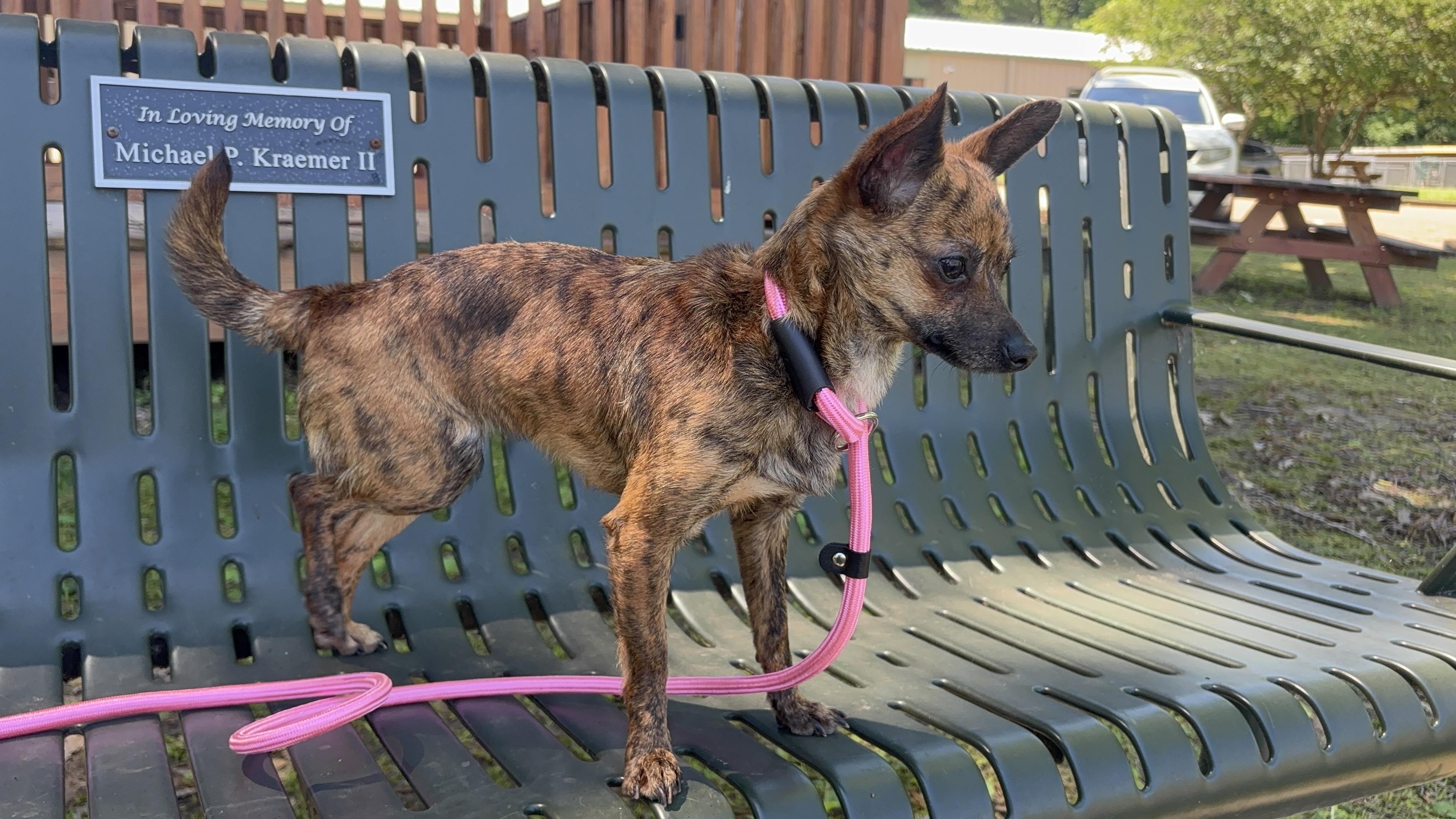 Enlarge Pepper, an adopted Chihuahua in Collierville, TN image 3/5