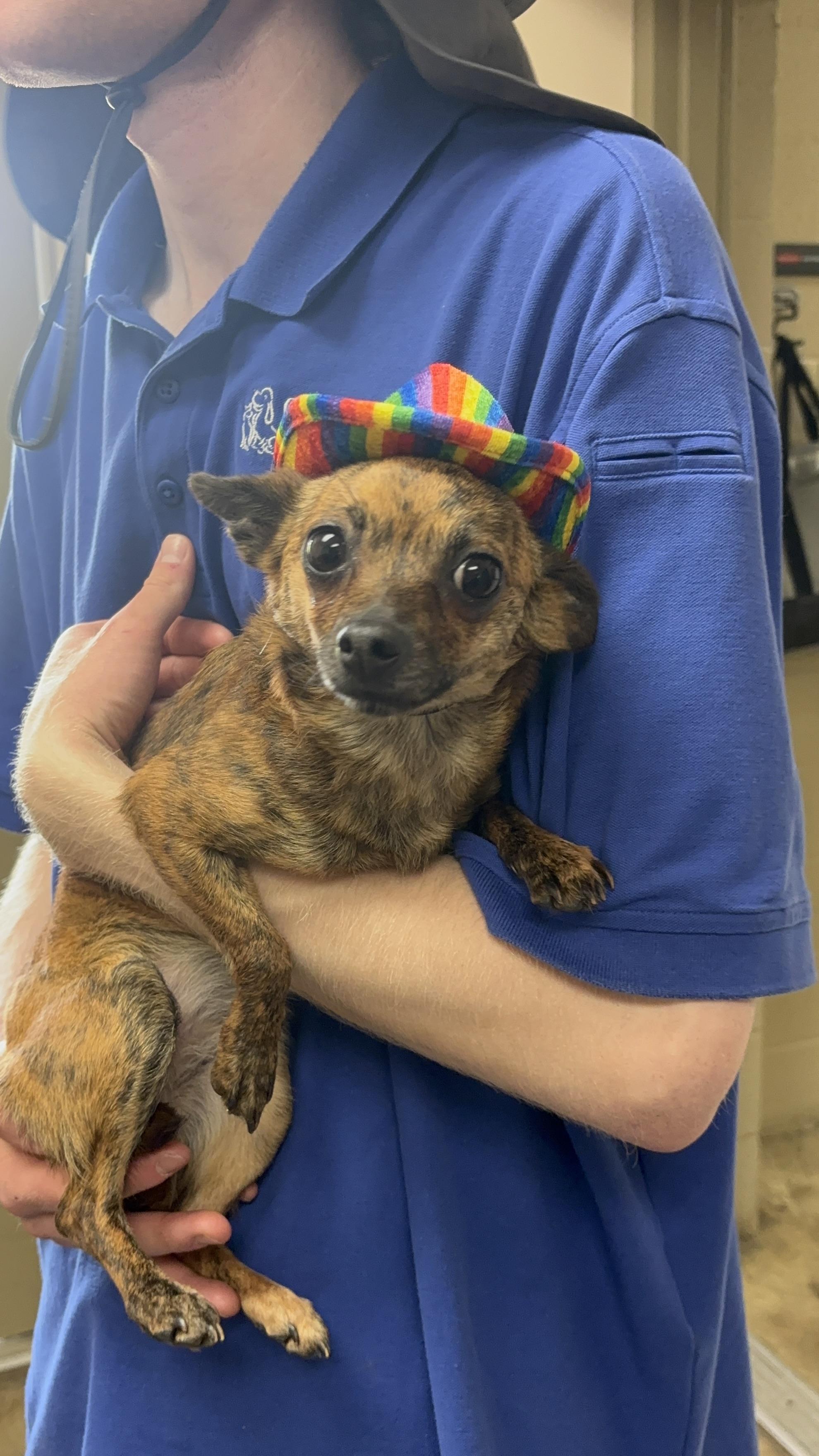 Enlarge Pepper, an adopted Chihuahua in Collierville, TN image 5/5