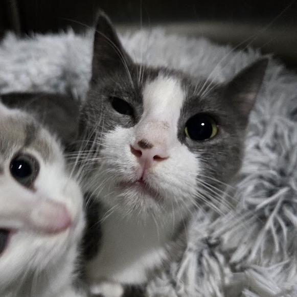 Bluebell, Adoptable, Young Female Domestic Short Hair.
