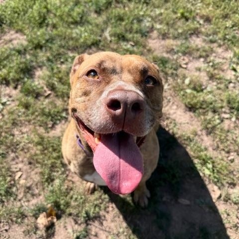 Easter, a Adoptable Pit Bull Terrier in Honesdale, PA image 1/3