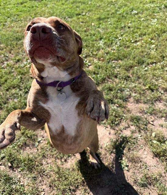 Easter, a Adoptable Pit Bull Terrier in Honesdale, PA image 3/3