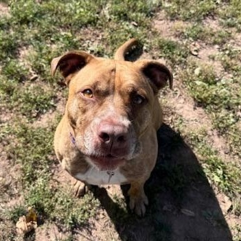 Easter, a Adoptable Pit Bull Terrier in Honesdale, PA image 2/3