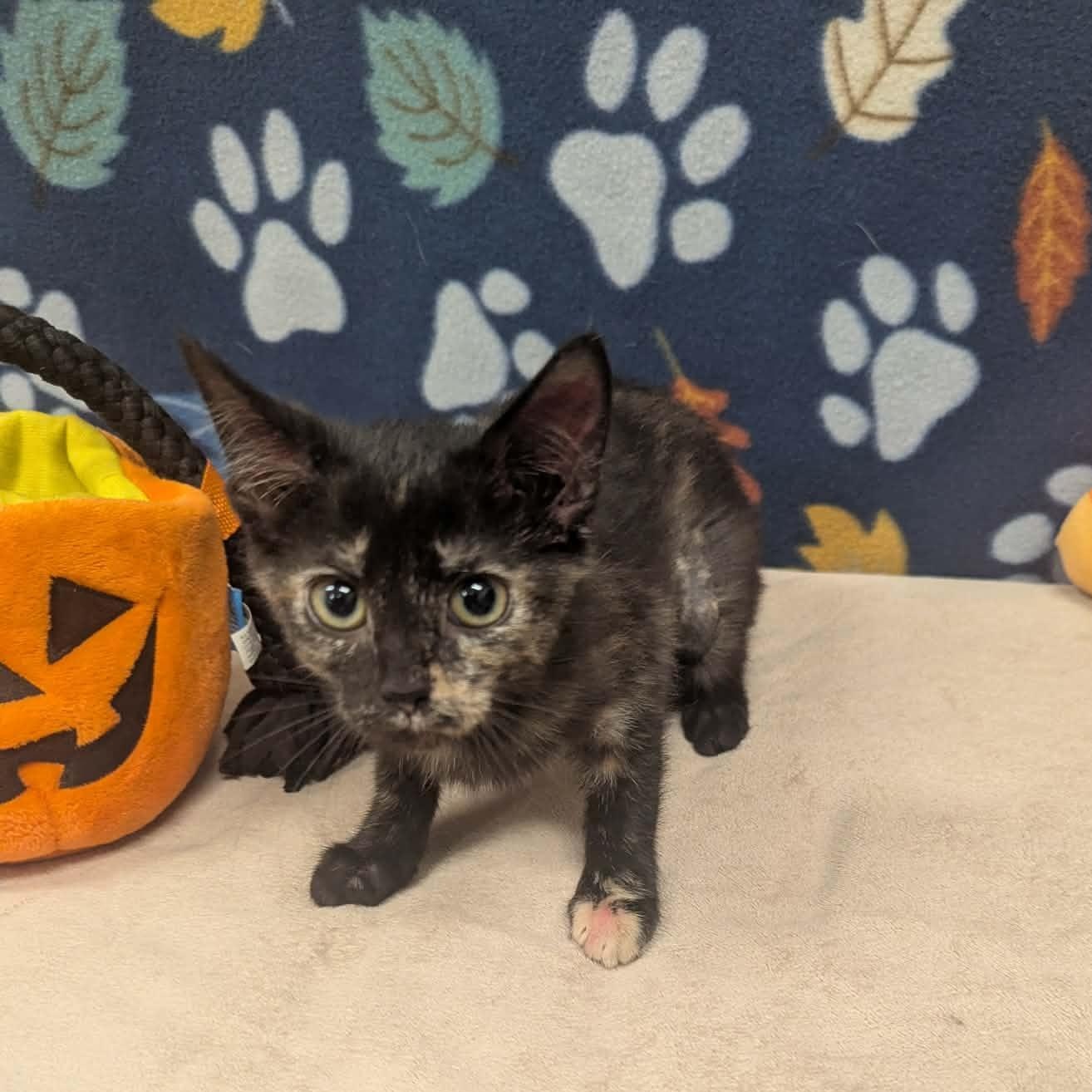 Fizz, ADOPTABLE, Kitten Female Domestic Short Hair.