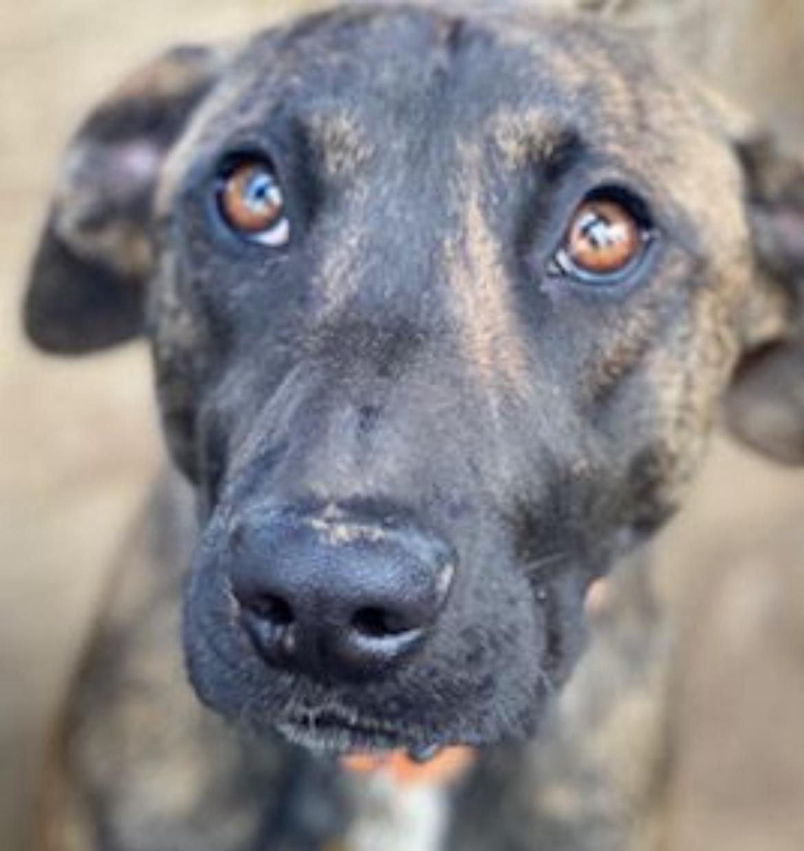 CIDER, Adoptable, Adult Male Hound.