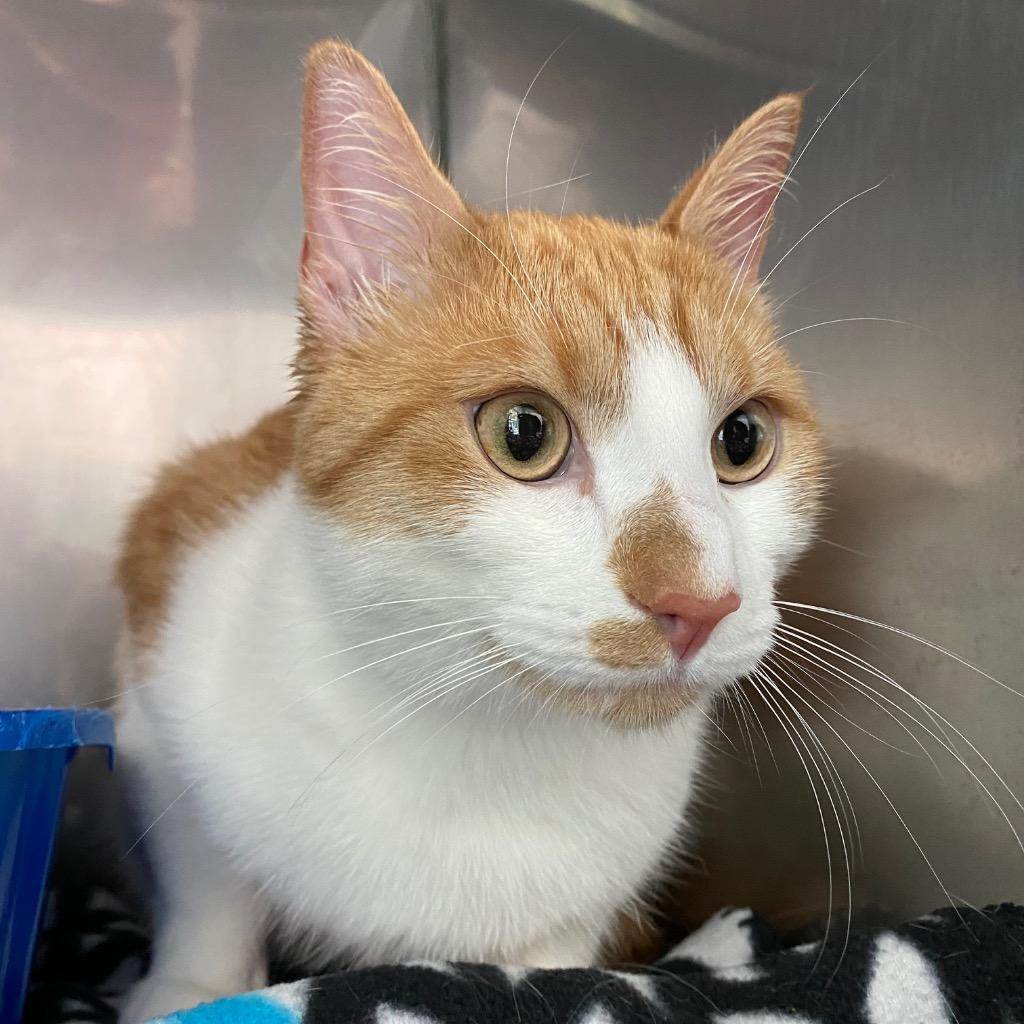 Enlarge Pepper, a Adoptable mixed breed in Fall River, MA image 1/1