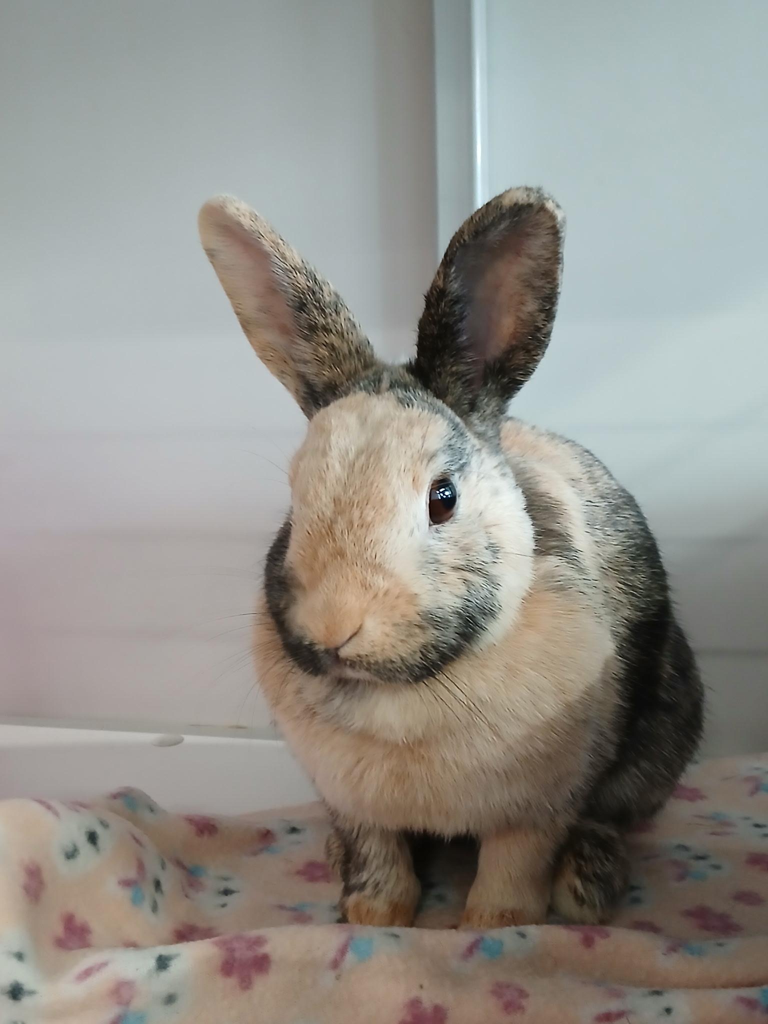 Enlarge Prickley Pear, an adopted Dwarf in Chicago, IL image 2/2