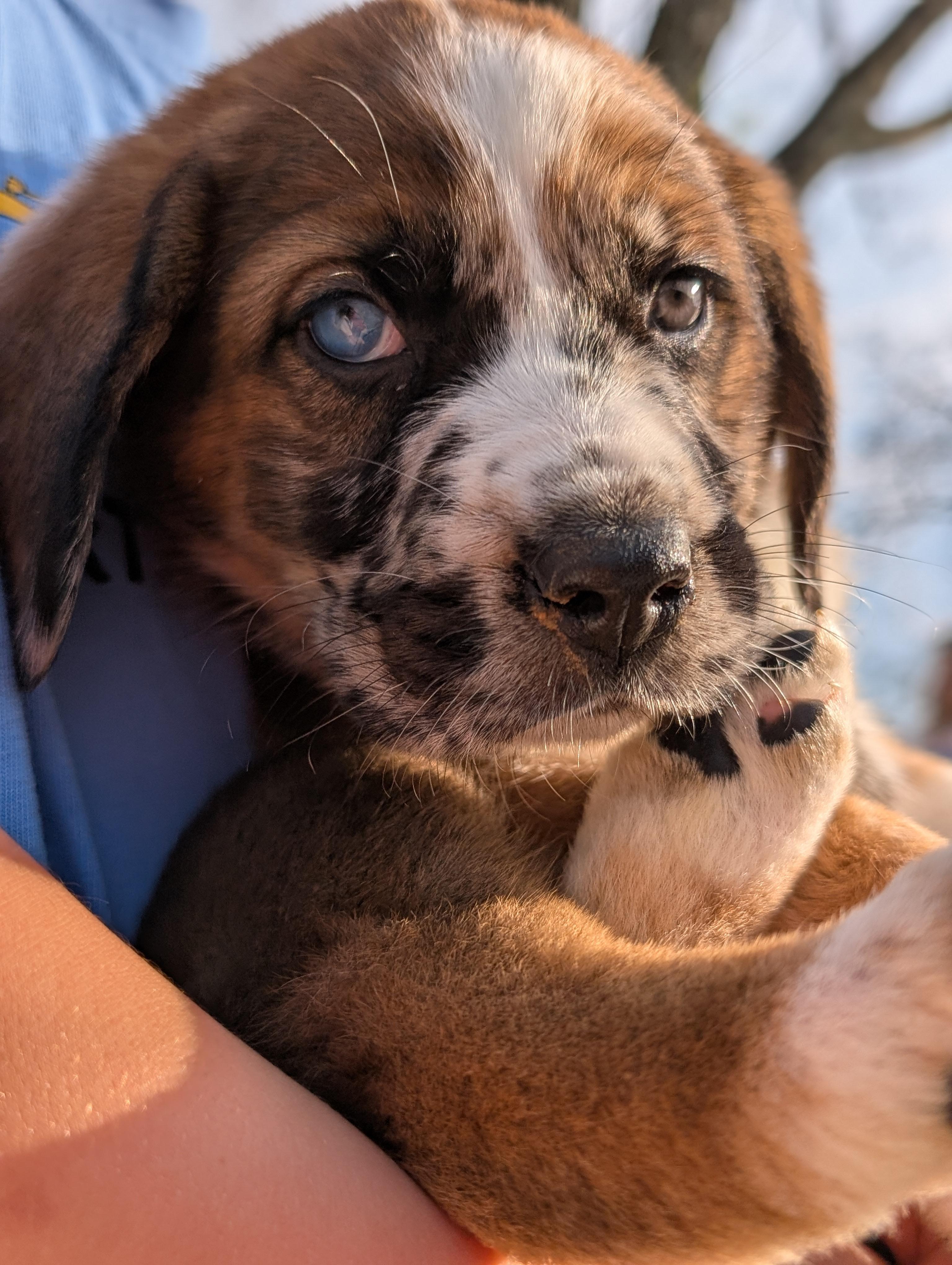 Green “Bean”, an adopted mixed breed in Spring hill, TN image 1/5