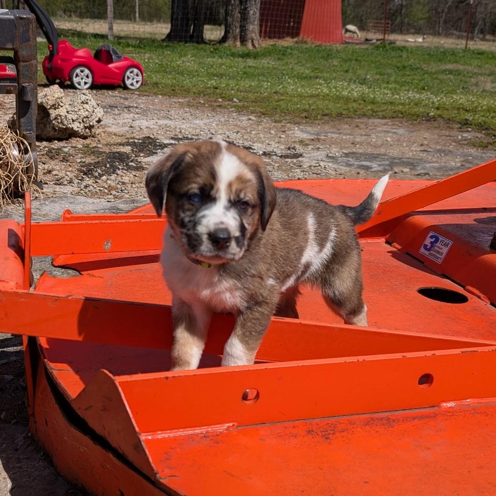 Green “Bean”, an adopted mixed breed in Spring hill, TN image 4/5