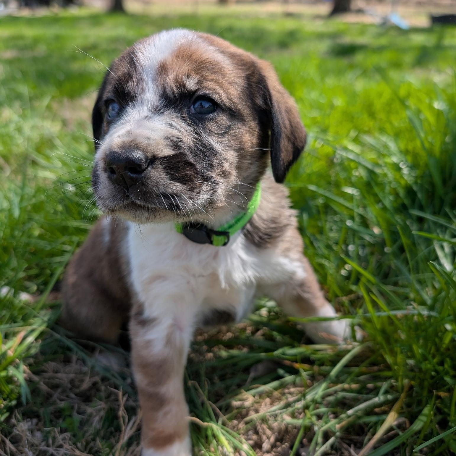 Green “Bean”, an adopted mixed breed in Spring hill, TN image 2/5