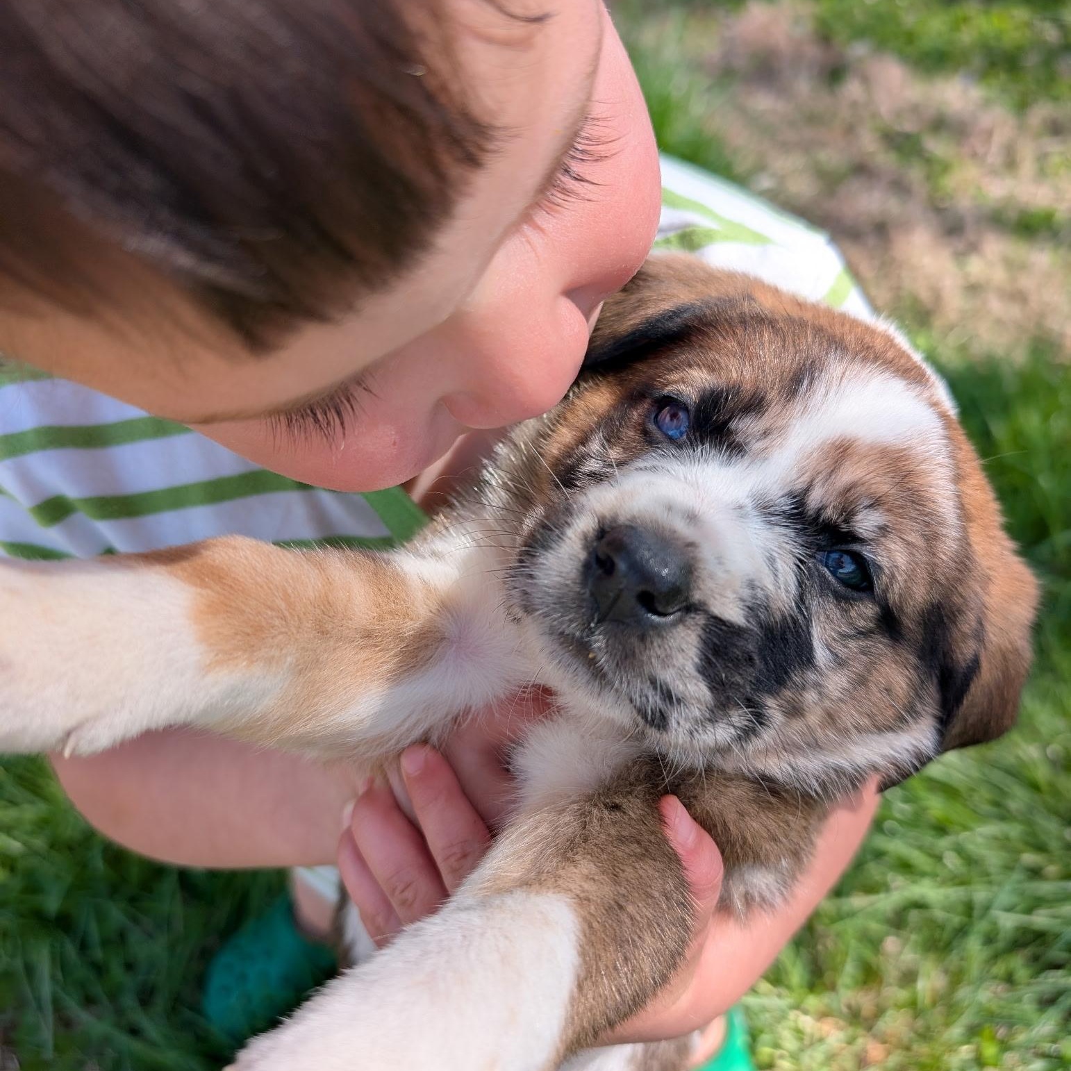 Green “Bean”, an adopted mixed breed in Spring hill, TN image 3/5