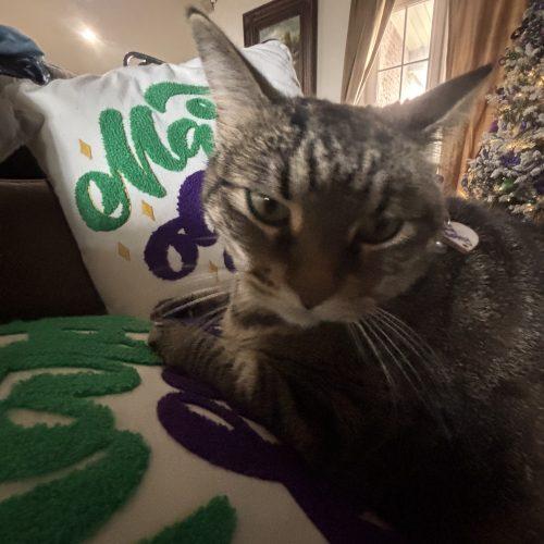 Betty, Adoptable, Adult Female American Shorthair.