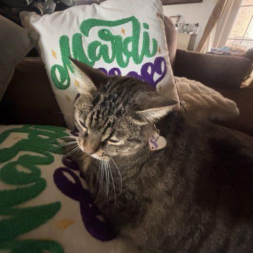 Enlarge Betty, a Adoptable American Shorthair in Paulina, LA image 2/3