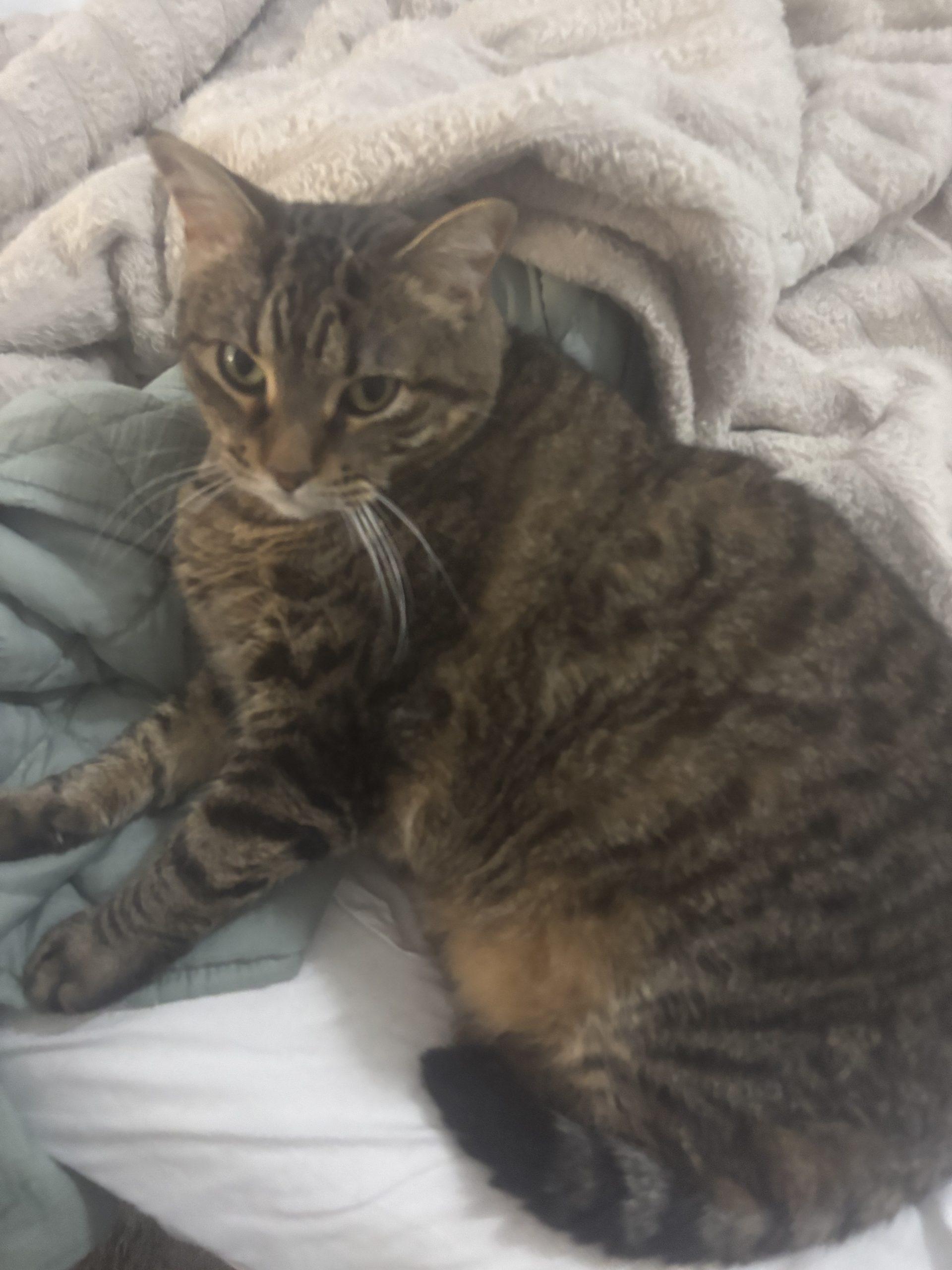 Enlarge Betty, a Adoptable American Shorthair in Paulina, LA image 3/3