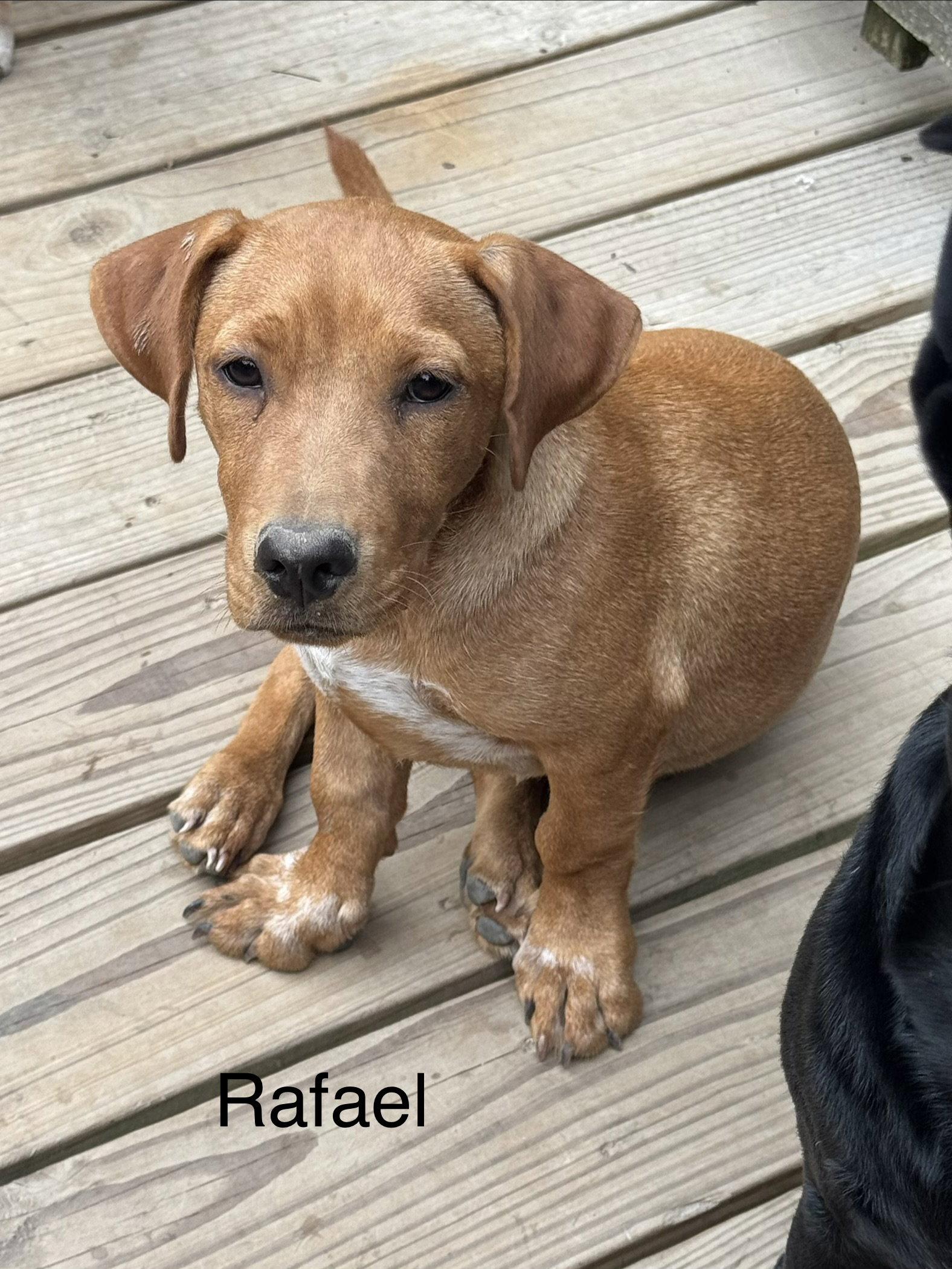 Rafael 4 months AVA 9/30, Adoptable, Young Male Labrador Retriever.