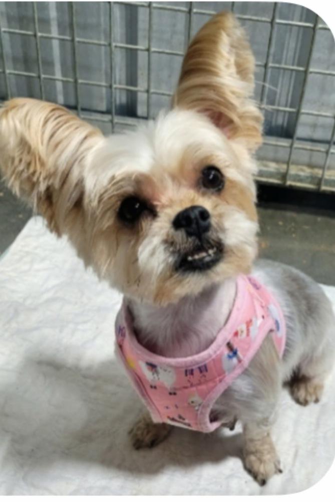 Muffet, Adoptable, Adult Female Yorkshire Terrier.