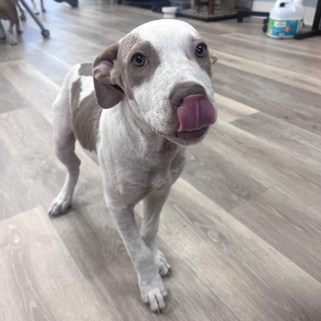 Franco, Adoptable, Puppy Male Cattle Dog & Mixed Breed.