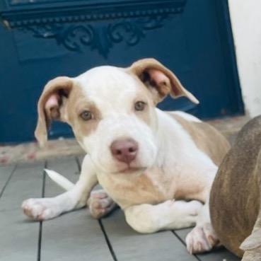 Enlarge Franco, a Adoptable mixed breed in Waco, TX image 2/2