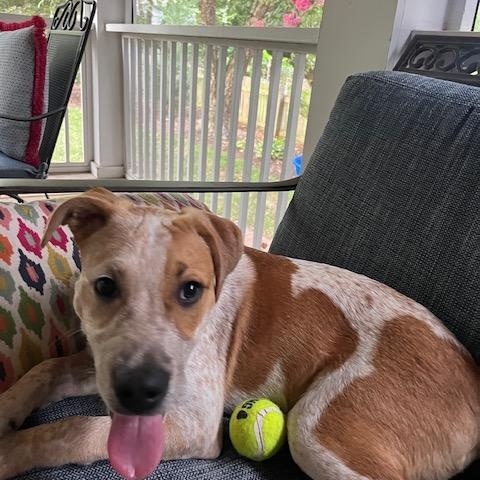 Enlarge Rodeo, a ADOPTABLE mixed breed in Glen Allen, VA image 5/5