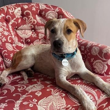 Enlarge Rodeo, a ADOPTABLE mixed breed in Glen Allen, VA image 1/5