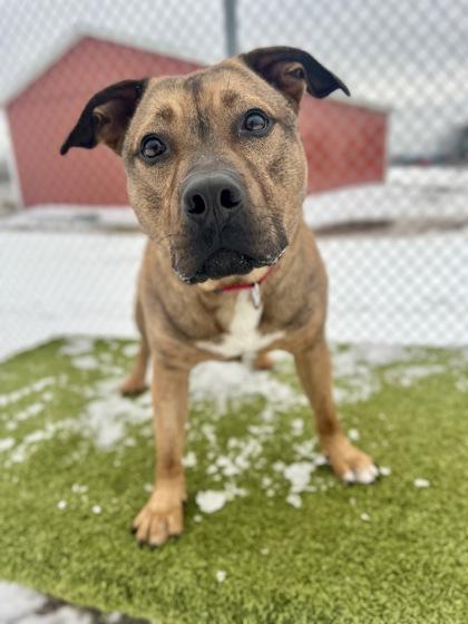 Enlarge Rufus, a ADOPTABLE mixed breed in Traverse City, MI image 2/3