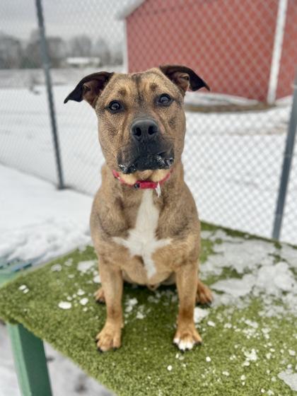 Enlarge Rufus, a ADOPTABLE mixed breed in Traverse City, MI image 1/3