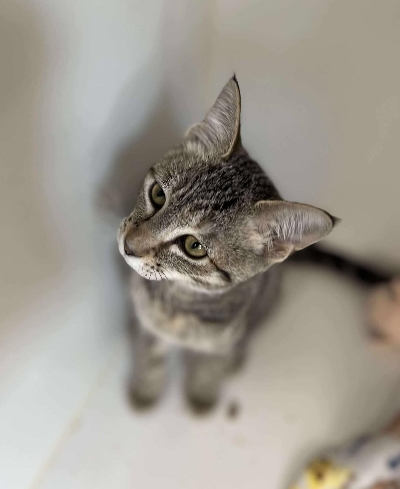 Bessie Lou, an adoptable Domestic Short Hair in Othello, WA, 99344 | Photo Image 2